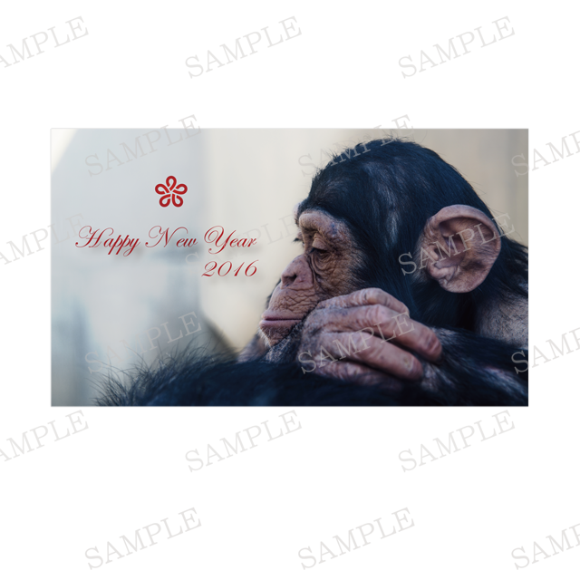 哀愁チンパンジー写真ドラマ風仕立て B 英文挨拶 女性的 No 1623 13 デザイナー年賀状21 丑年 うし年 オシャレデザイン即ダウンロード 格安印刷 Wtp企画株式会社